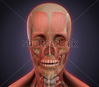 Human face