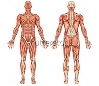 male-muscular-system