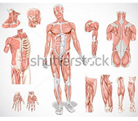 muscle-system