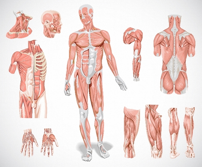 muscle-system